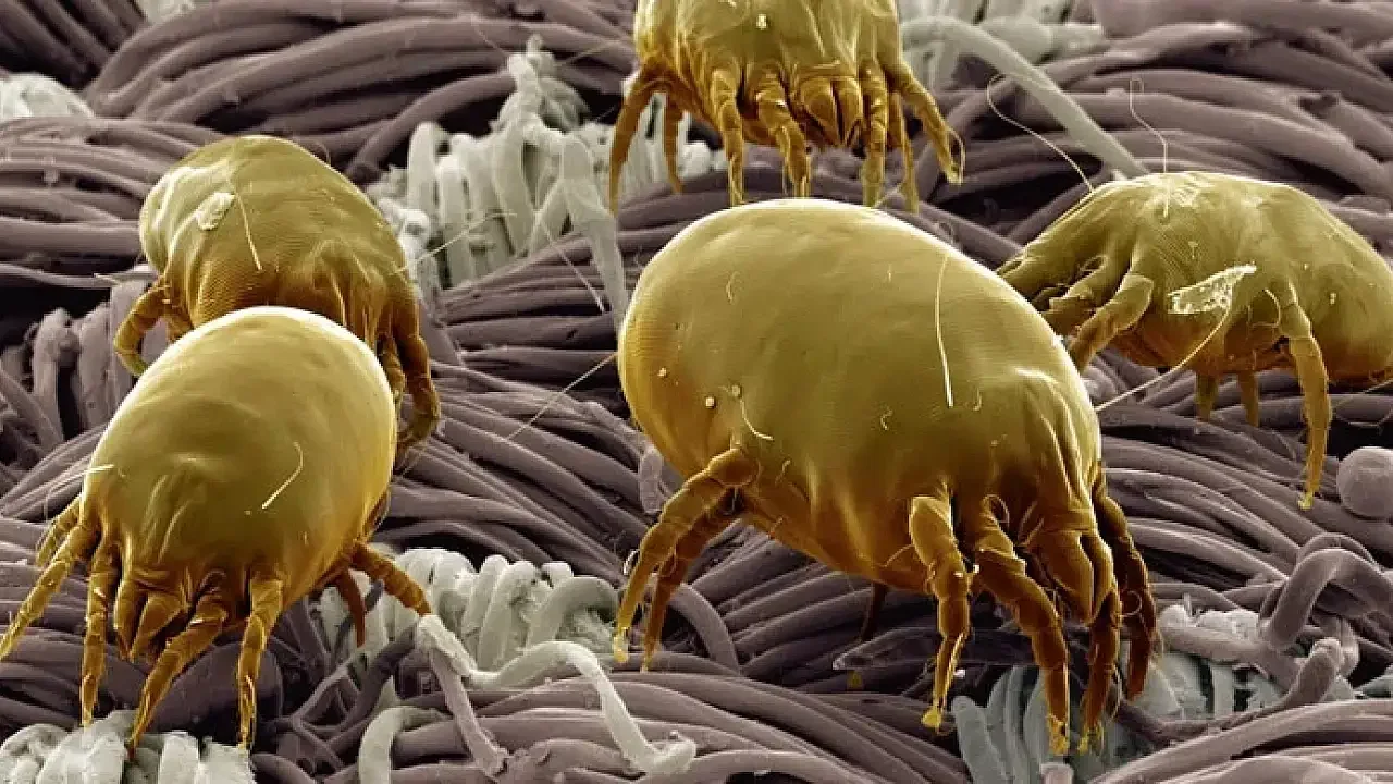 Uyuz Böceği İlaçlama